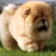 机智勇敢的炮渣