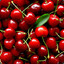 cherry