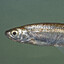 bAPTIZED Minnow
