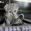 Cute chatter