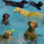 doggypoolparty
