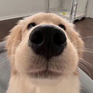 裤头外穿的超人