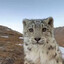 Leopard_chimi