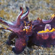 Noldi-Flamboyant Cuttlefish
