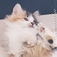 哈基米南北绿豆阿西嘎阿西