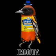 Пиволга