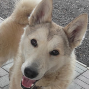 DominikТОРЕТТО