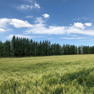 红鲤鱼绿鲤鱼与驴