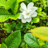 千娇百媚小蜈蚣