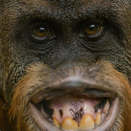 Fil Gören Orangutan