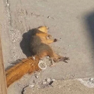 КапитанБарбоСаса