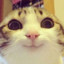 i am a smiling cat v3