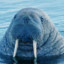 LargeBlueWalrus