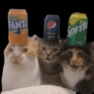 3 cats