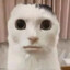 kissekatt