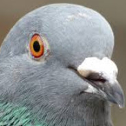 Pigeon żєп