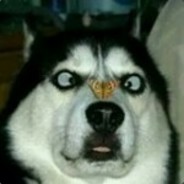 我的狗叫布洛特亨德尔，你狗叫什么