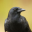 An Actual Crow 🦢