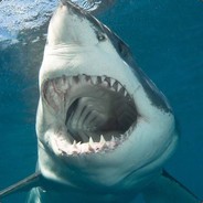 Sharksicle Steam avatar