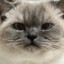 frank the frustrated kitty