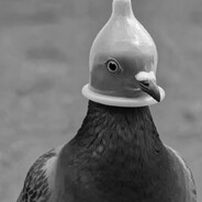 𝒫𝒾𝑔𝑒𝑜𝓃