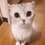 靑 貓,