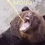 Bear-_-