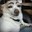 Wuff