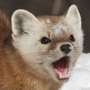 Superweasel