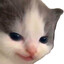 kattsmirk