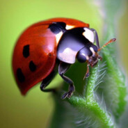 beteg vad allat katica