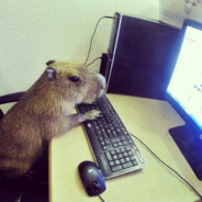 двушка_под_дверью двушка_под_дверью