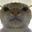 Gatoasao