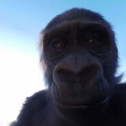 absolute monkey