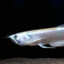 Arowana