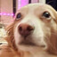 dog with pronouns