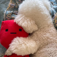 六鸟不值一百块