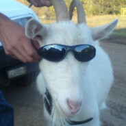 АНТОШКА ОВУЛЯТОР