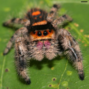 Phidippus Regius