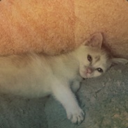 王大小姐小乖乖