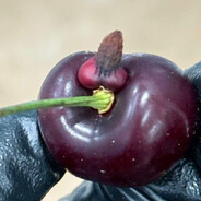 cherry king