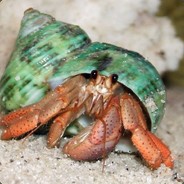 Wandering Hermit Crab
