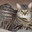 Cornrow cat