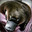 Barking Platypus