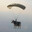 parachute cow