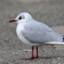 SE4GULL