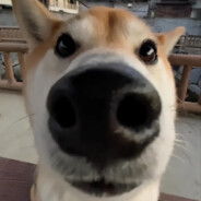 超级碗不要陶吉吉