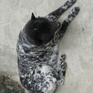 荷包蛋爱吃荷包蛋