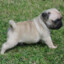 mopsas