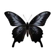 Butterfly - steam id 76561199521112097